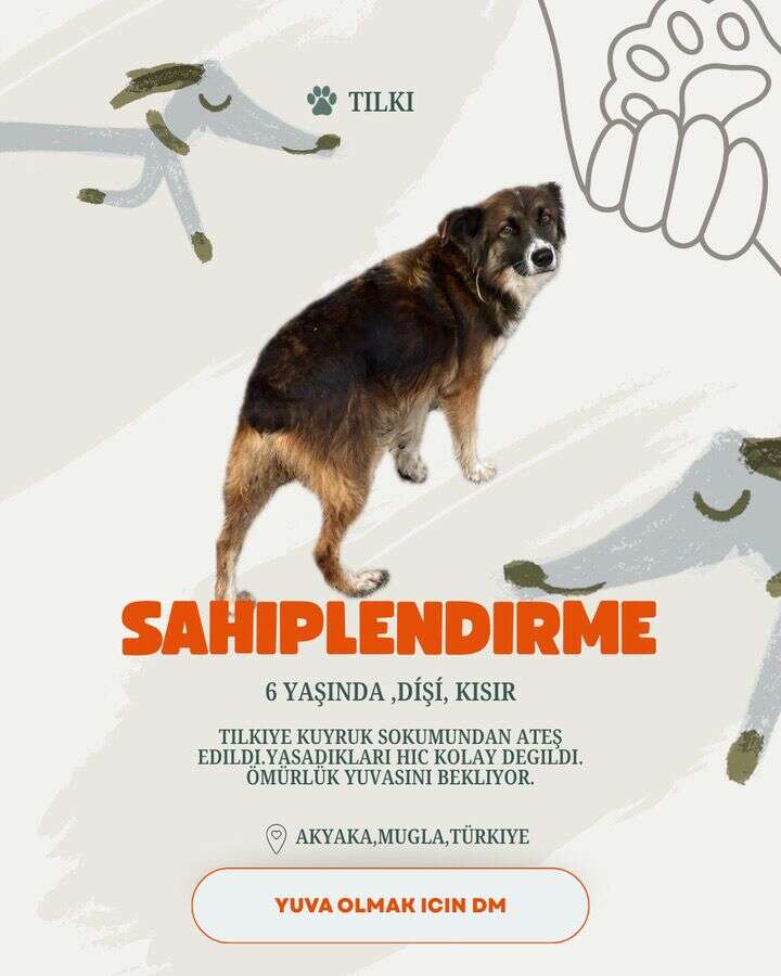 Akyaka’da 20 Köpek Yuva Bekliyor: Hayvanseverlerden Sahiplenme Çağrısı 1